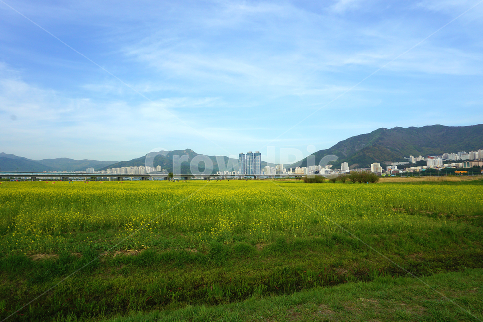 부산,전경,대저생태공원,유채꽃,풍경,하늘,밭,소풍,맑음
