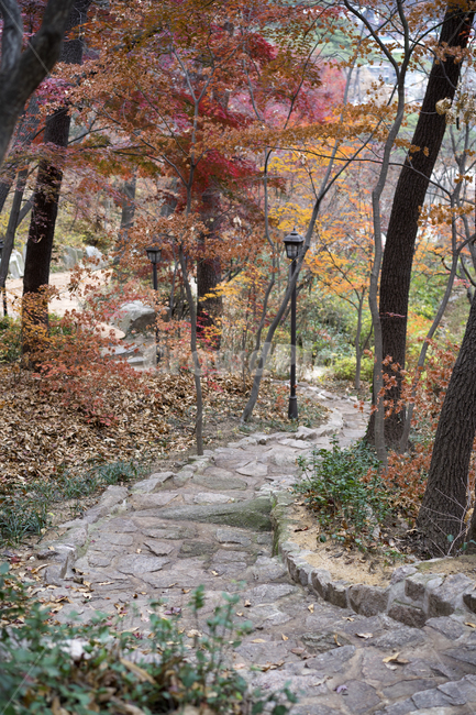 가을,길,만추,외길,단풍,가을,계절,fall,autumn,season,tree,나무,plant,식물,tree trunk,나무 줄기