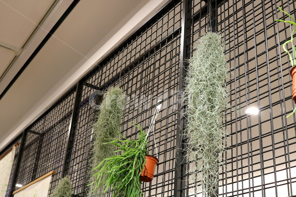 수염탈란드시아,탈란드시아,식물,공기정화식물,열대식물,자연,식물,자연,plants,nature,실내용화초,화분,화초,house plant