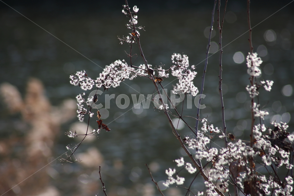 사위질빵,종자,씨앗,번식,clematisapiifolia,식물,자연,plants,nature,꽃,flower