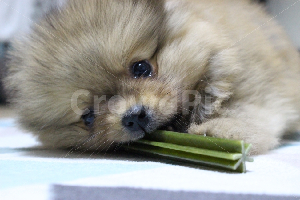 맛있는,즐거운,행복,강아지,포메라니안,새끼강아지,귀여운,dog,enjoy,delicious,happy,pomeranian,cute,동물,animal,포유류,mammal,개,강아지,dog,doggy,감정표현,기분,feeling,emotion