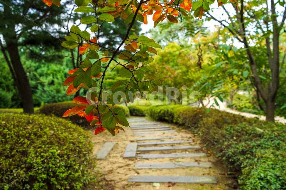 오솔길,공원,숲속,가을,나무,길,단풍,자연,풍경,가을,계절,fall,autumn,season,식물,자연,plants,nature,leaf,잎,plant,flagstone,판석