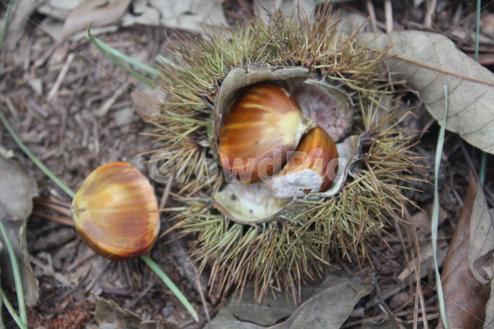 plant,식물,nut,너트,밤송이,과일,열매,fruit