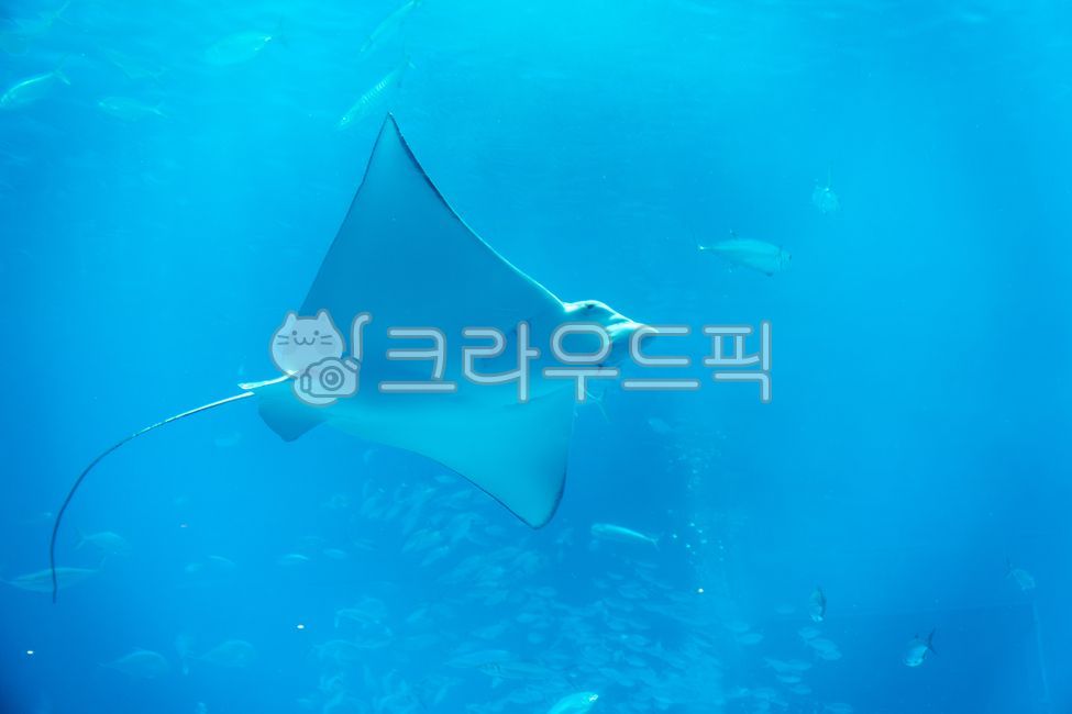 츄라우미수족관,오키나와,일본,가오리,물고기,해양생물,수족관,바다,동물,아쿠아리움