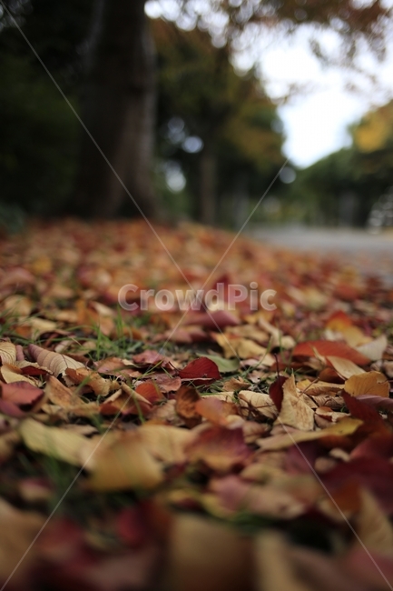 가을,낙엽,쓸쓸,제주,나무잎,가을,계절,fall,autumn,season,leaf,잎,plant,식물,tree,나무,ground,바닥