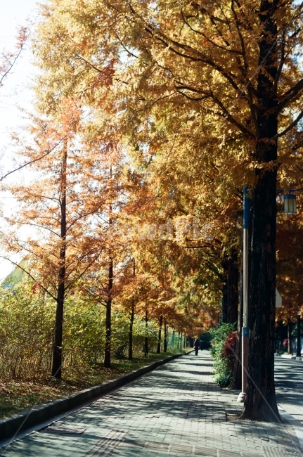 가로수길,메타세콰이어,메타세쿼이아,dawnredwood,창원,창원길,카페거리,메타세콰이어길,필름,가을,계절,fall,autumn,season,자연,풍경,nature,landscape,식물,plants,나무,trees,wood,road,도로,tree,plant