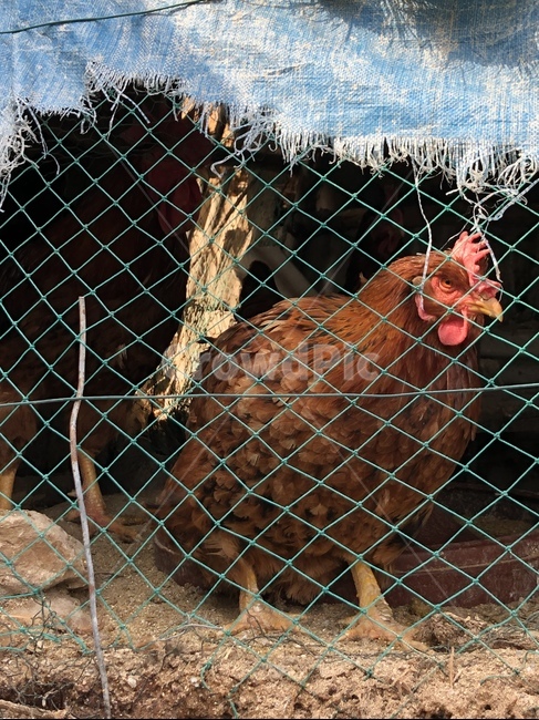 닭,수탉,cock,rooster,토종닭,동물,animal,조류,새,birds
