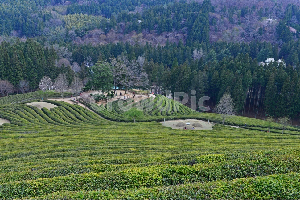outdoors,옥외,nature,자연,rural,농촌,plant,식물,tree,나무,보성,대한다원,다원,녹차밭,녹차,녹차잎,농업,농경,농사,경작,목련,대한다원목련