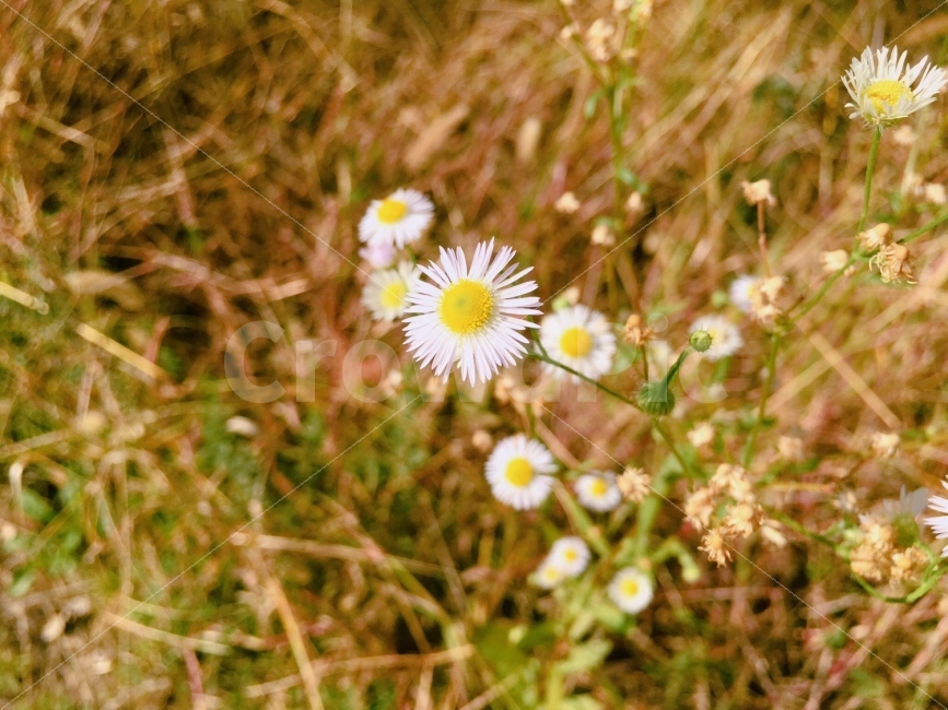 자연,사진,꽃,아이폰,감성사진,예쁨,길,산책,포토,포토그래퍼,natural,flower,photo,photography,pretty,road,walk,식물,자연,plants,nature,꽃,flower