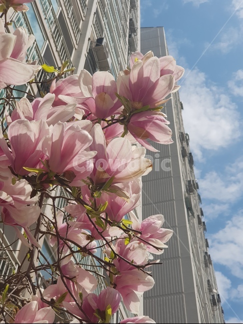 찬란함,목련,꽃,적목련,봄,봄소식,식물,자연,plants,nature,꽃,flower