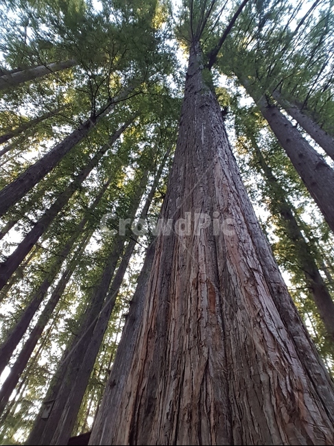tree,나무,plant,식물,편백나무,식물,자연,plants,nature,나무,trees,wood