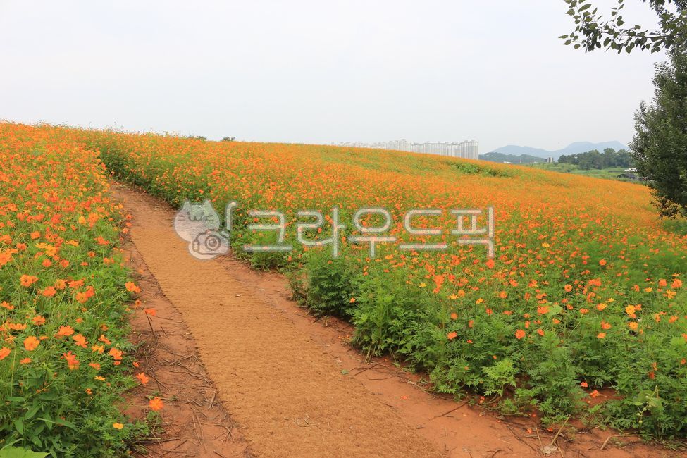 안성팜랜드,안성,팜랜드,풍경,자연,식물,꽃,금계국