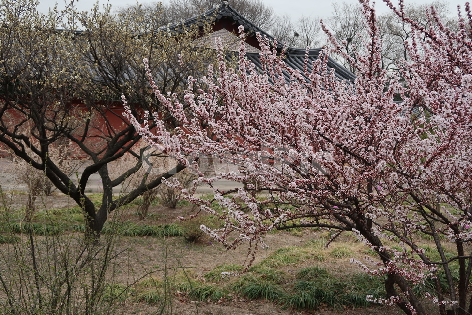 봄꽃,벚꽃,매화,창경궁,봄,spring,풍경,봄풍경,홍매화,flower,한국자연풍경