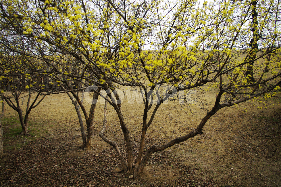 산수유,자연,nature,식물,plant,꽃,flower,나무,봄,spring,계절,봄,계절,spring,season,자연,풍경,nature,landscape,tree,tree trunk,나무 줄기,ground,바닥