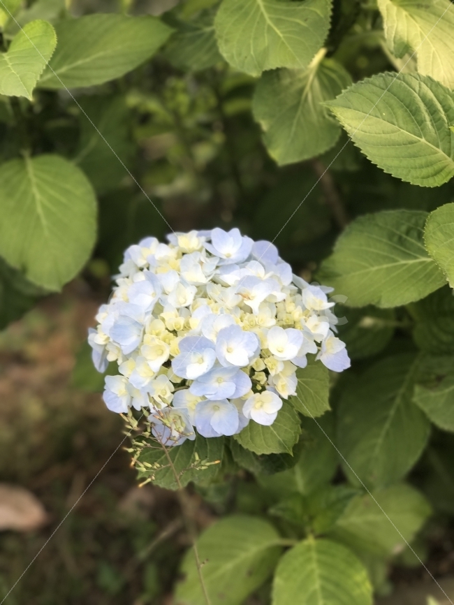 자연,감성,제주,풍경,원본,무보정,수국,꽃,식물,자연,plants,nature,꽃,flower
