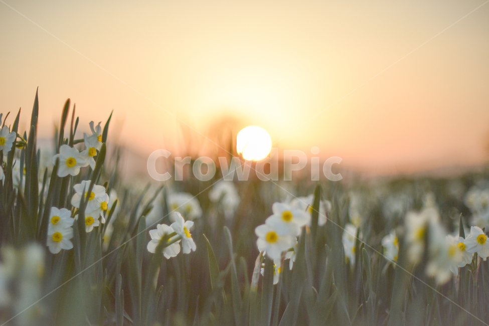 수선화,일몰,해질녁,가을,노을,식물,자연,plants,nature,꽃,flower,감성,sensible,feeling