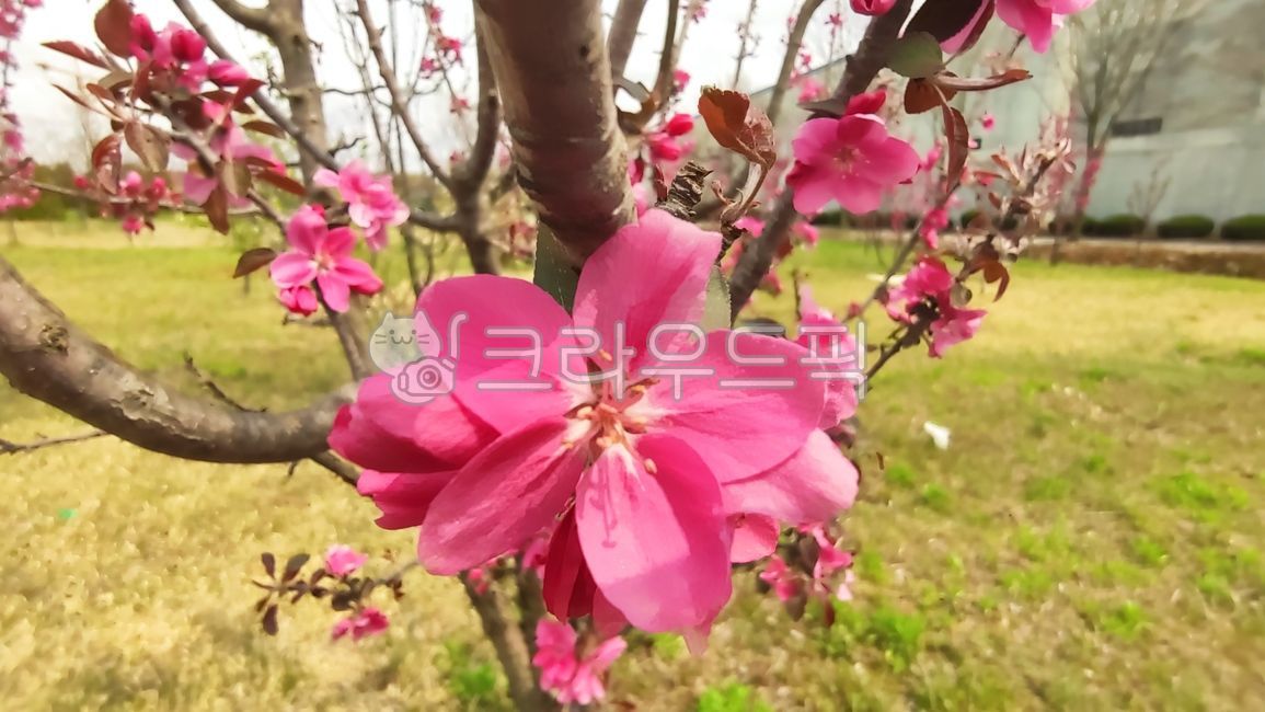 돌사과,꽃사과,사과꽃,꽃사과나무,벚잎꽃사과나무,malusfloribunda,plant,식물,blossom,flower,꽃,petal,꽃잎