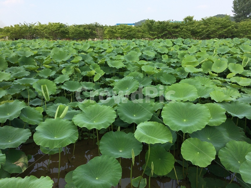 연잎,연꽃잎,초록배경,연못,lotusleaf,pond