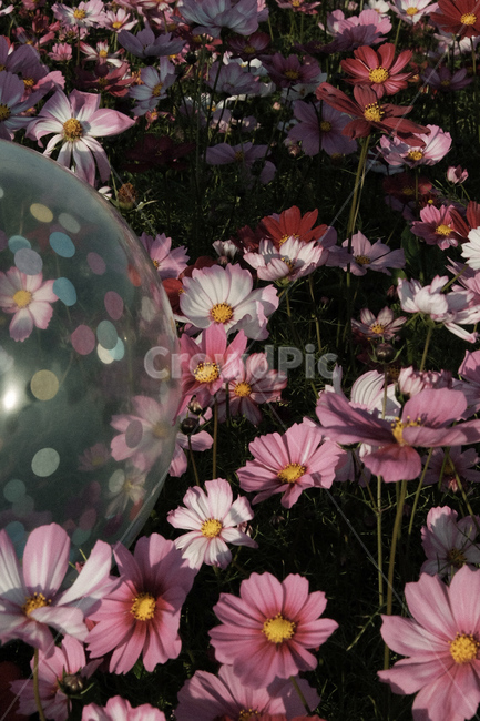 꽃,코스모스,가을,cosmos,flower,가을,계절,fall,autumn,season,식물,자연,plants,nature,꽃,flower
