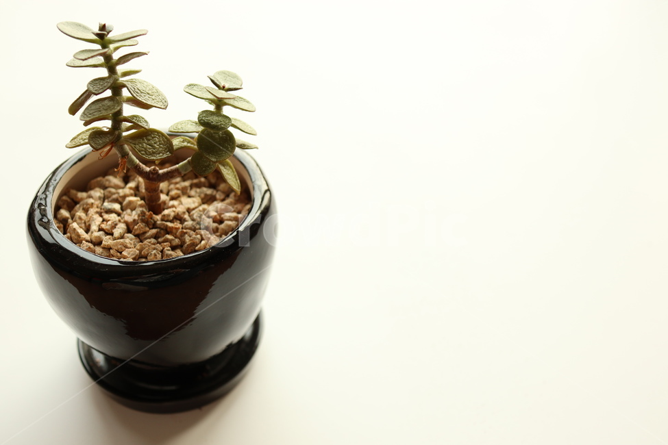 다육식물,인테리어,화분,식물,공기정화,도기류,plant,pottedplant,식물,자연,plants,nature,실내용화초,화분,화초,house plant