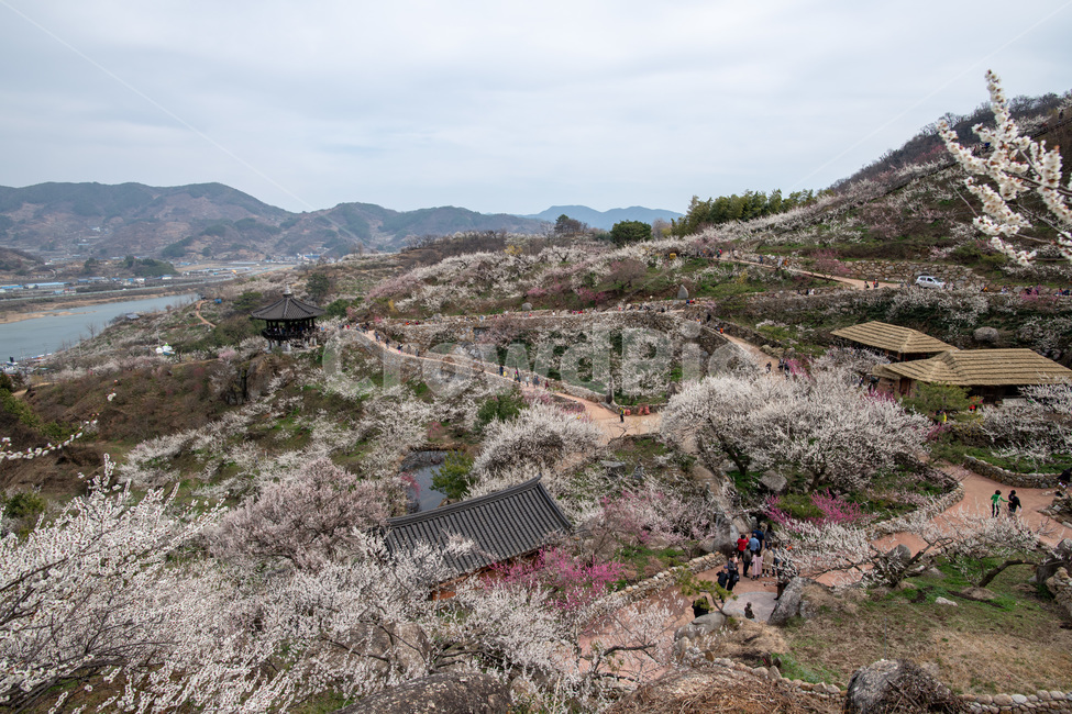 봄꽃,매화,광양,꽃축제,흰매화,홍매화,꽃놀이,풍경,봄,계절,spring,season,자연,풍경,nature,landscape,plant,식물,flower,꽃,blossom,cherry blossom,벚꽃
