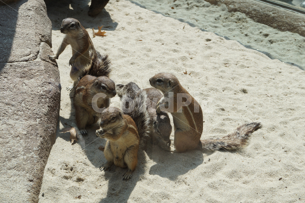 다람쥐,동물,동물원,모래,포유류,squirrels,animals,zoos,sand,mammals,동물,animal,포유류,mammal