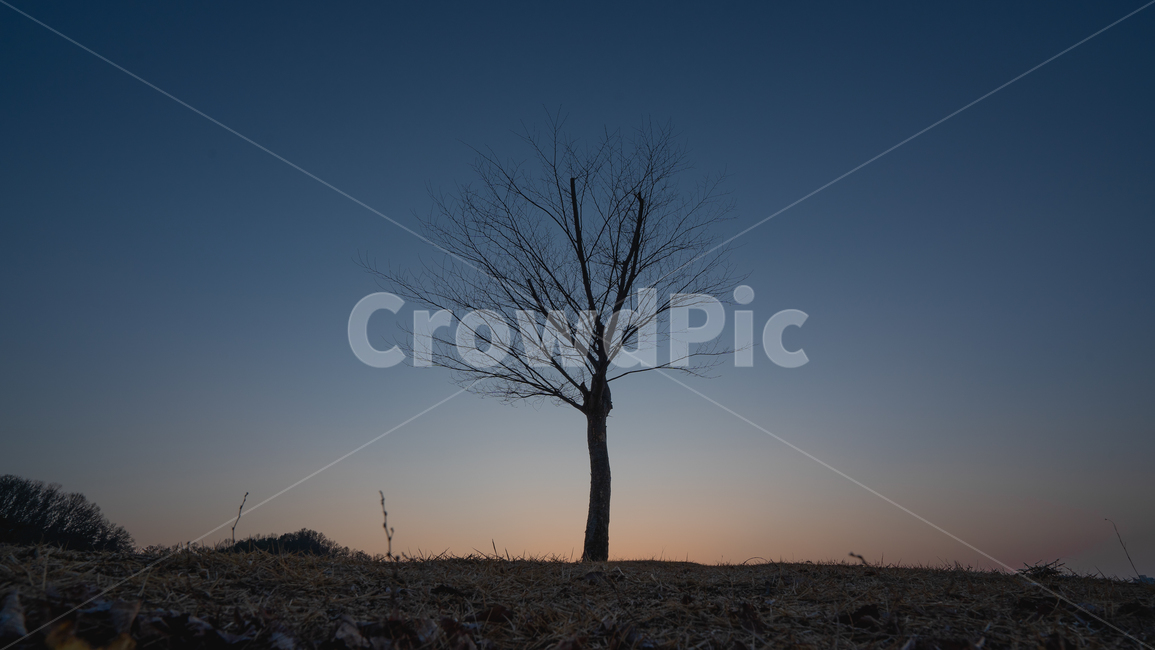 나무,노을,해질녘,감성사진,겨울나무,식물,tree,ground,plant,winter,sunset