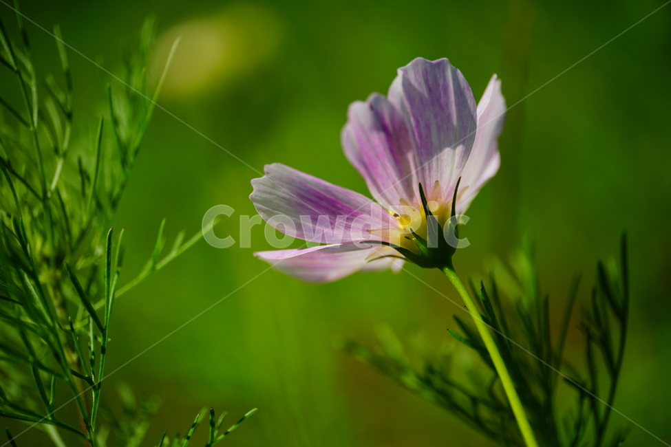 코스모스,cosmos,꽃,플라워,flower,자연,nature,식물,plants,가을,autumn,fall,9월,september,클로즈업,closeup,매크로,마크로,macro,접사,꽃사진,가을꽃,가을,계절,fall,autumn,season,식물,자연,plants,nature,꽃,flower,blossom,geranium,제라늄,plant