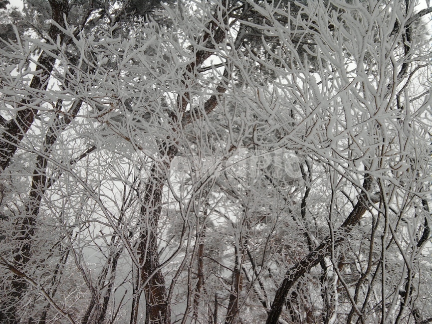 자연,설경,눈,산,나무