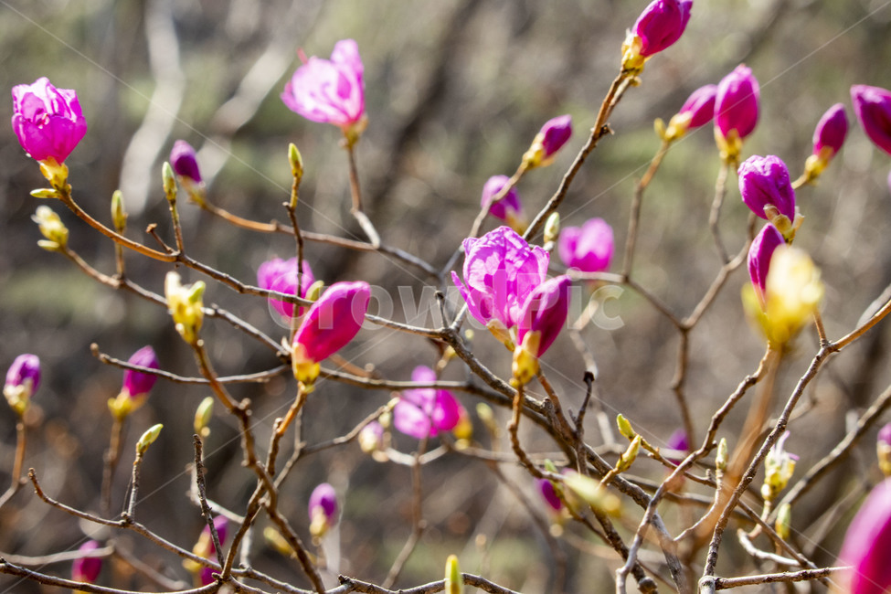 식물,꽃잎,flower,꽃,철쭉