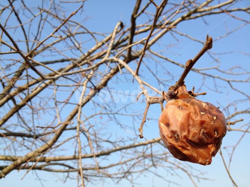 나무,가지,나무가지,나뭇가지,하늘,푸른하늘,파란하늘,tree,branch,감,까치밥,sky,persimmon,bluesky,가을하늘,식물,자연,plants,nature,나무,trees,wood