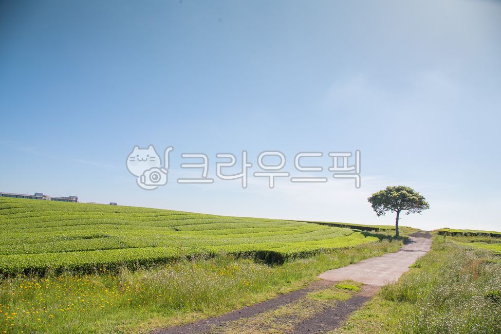 녹차밭,오설록,제주도,제주,제주녹차밭,녹차,농업,자연,필드