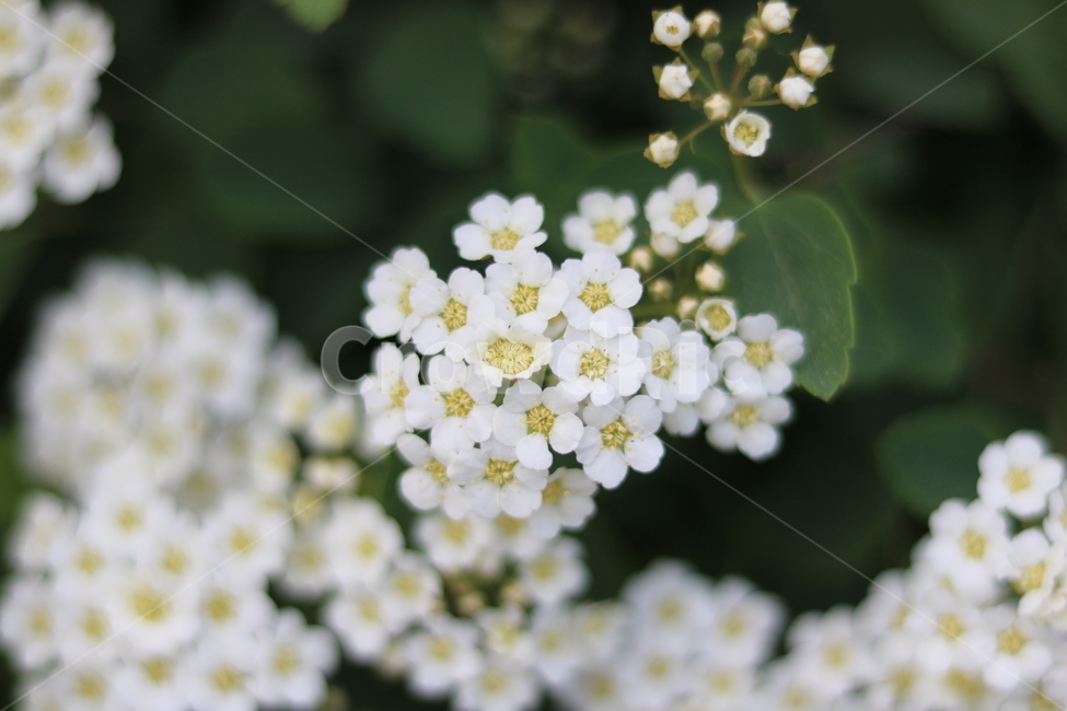 꽃,들꽃,야생화,flower,식물,식물,자연,plants,nature,꽃,flower