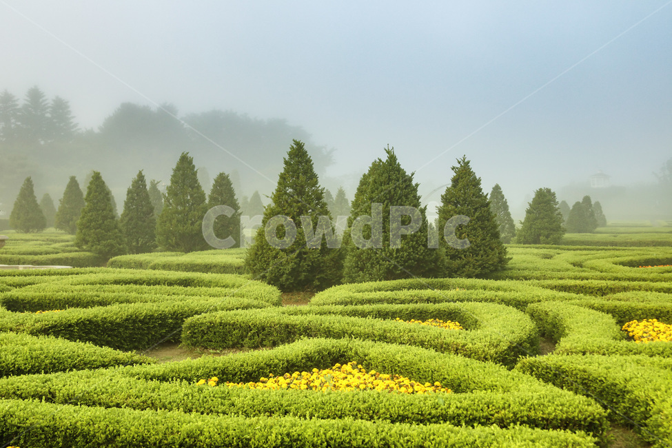 풍경,정원,안개,식물,아침,자연,자연,풍경,nature,landscape