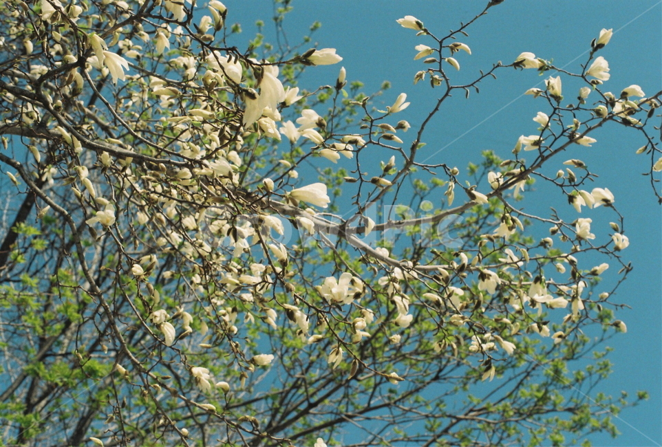 flower,꽃,목련,magnolia,film