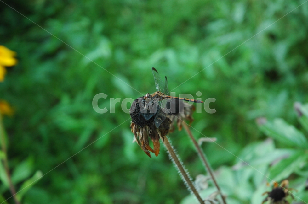 잠자리,dragonfly,자연,휴식,힐링,동물,animal,곤충,벌레,insect,bug