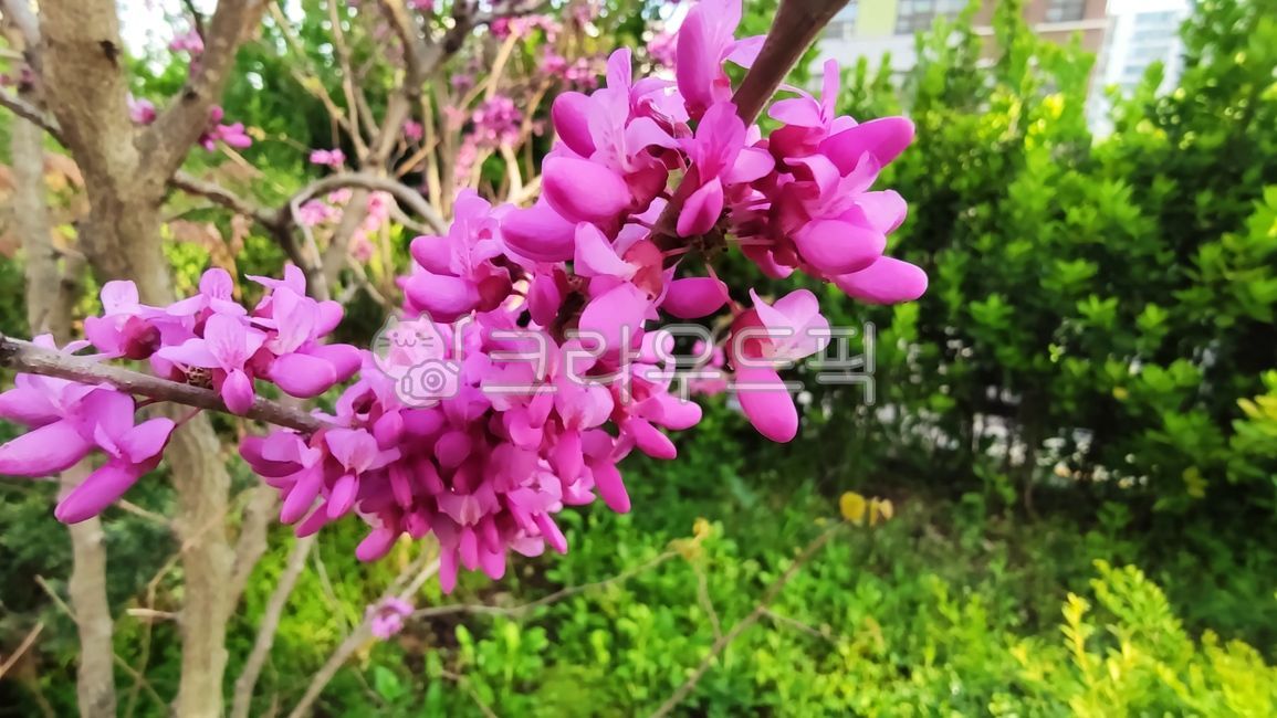 박태기나무,cercischinensis,박태기,밥태기꽃나무,꽃구슬나무,밥티기,밥티나무,박태기꽃,plant,식물,flower,blossom,꽃