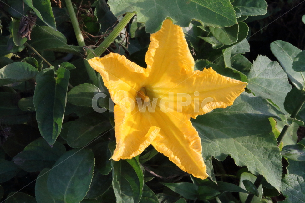 꽃,호박꽃,식물,노랑,pumpkin,식물,자연,plants,nature,꽃,flower