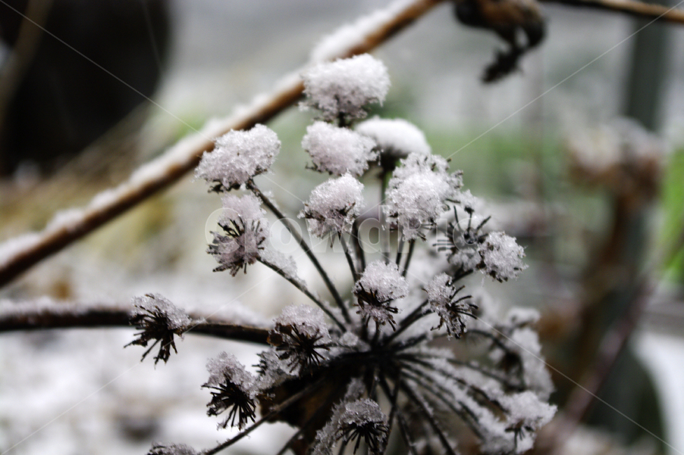 겨울,눈,winter,snow,풀,겨울,계절,winter,season