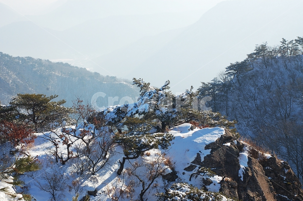 설경,계룡산,눈,소나무,풍경,겨울,계절,winter,season,자연,풍경,nature,landscape,한국자연풍경,한국자연경관,korea nature landscape,outdoors,옥외,mountain,산,ice,얼음,plant,식물,tree,나무,mountain range,산맥