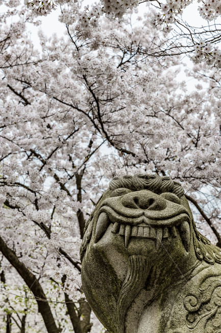 spring,stone statue,flowering,cherry blossom,full bloom,Haitai Award,flower