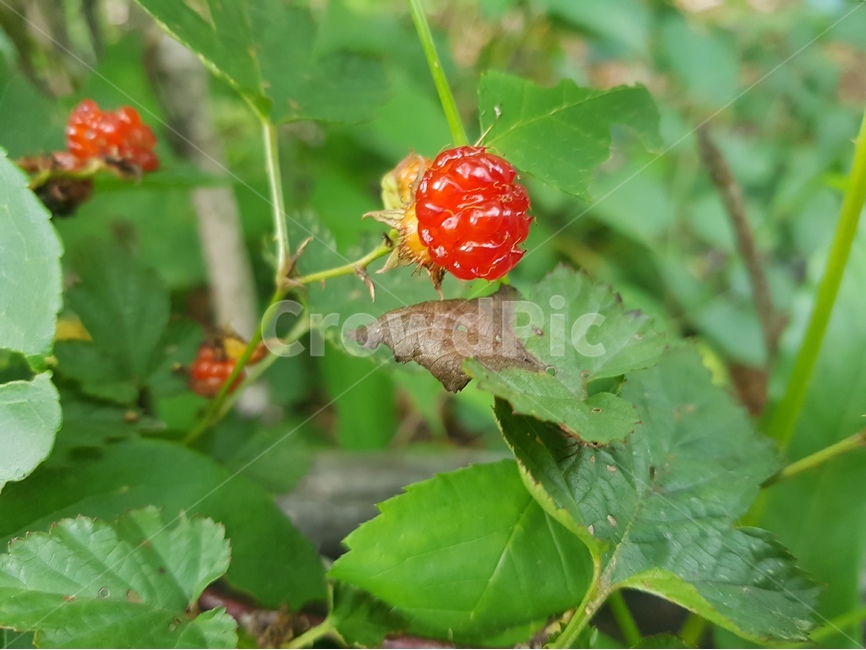 raspberry,nature,raspberry tree,plant,wildbelies,Emotion