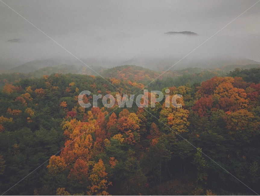 단풍,산,안개,가을,구름,고요,자연,풍경,힐링,평화,nature,outdoors,옥외,plant,식물,tree,나무,weather,날씨