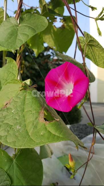 나팔꽃,꽃,아침,자연,가을풍경,식물,자연,plants,nature,꽃,flower