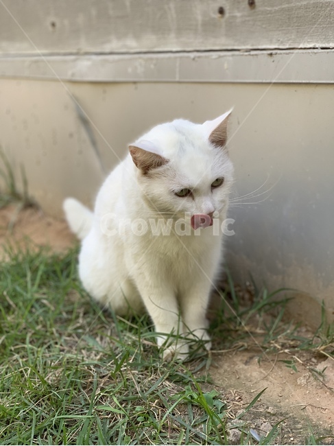 고양이,동물,포유류,animal,mammal,cat,pet,귀여움,cute,동물,animal,포유류,mammal,고양이,cat,kitten,kitty