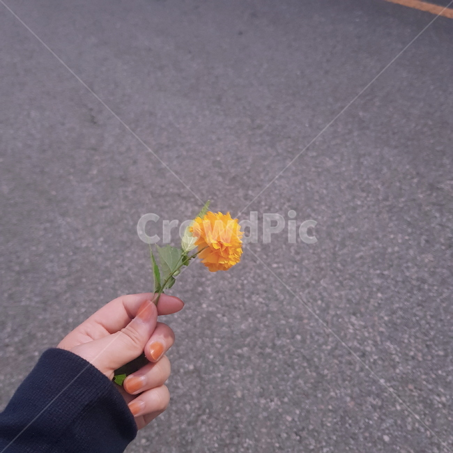 노란색,예쁜꽃,봉숭아물,손톱,봄,꽃,flower