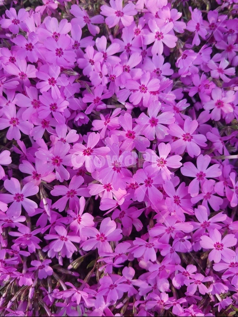 꽃,분홍색,flower,꽃잔디,야생화,핑크,식물,자연,plants,nature,꽃,flower