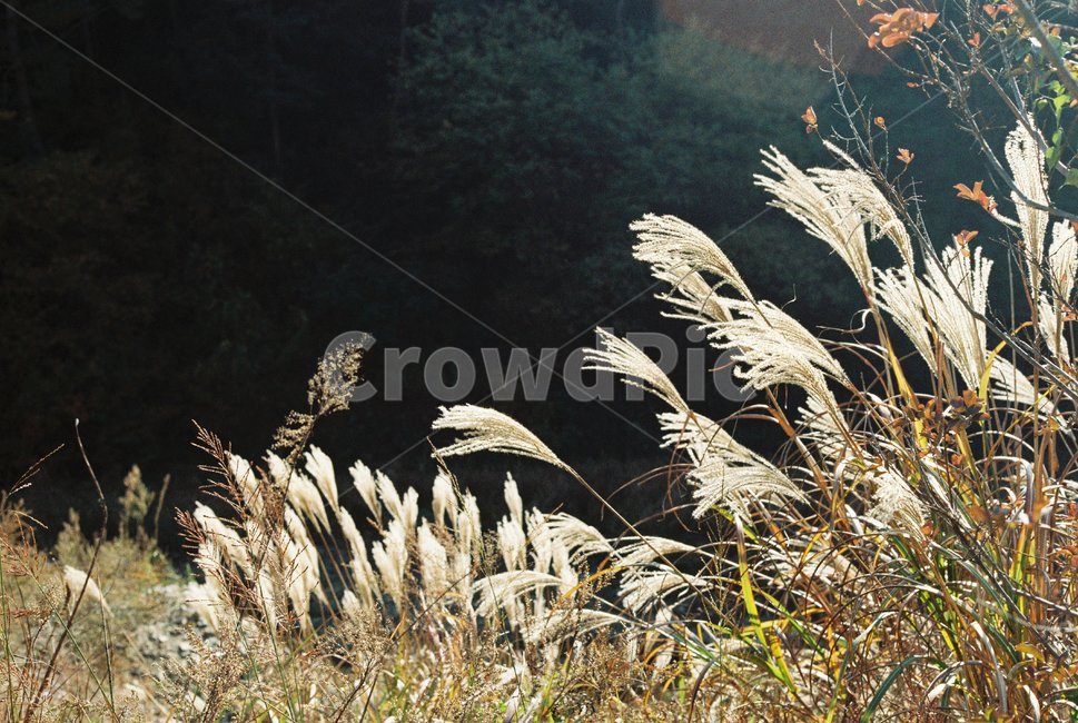 갈대,reed,가을,바람,갈색,계절,햇살,autumn,필름사진,가을,계절,fall,autumn,season,grass,잔디,plant,식물,lawn