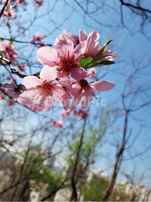 꽃,하늘,봄,자연,flower