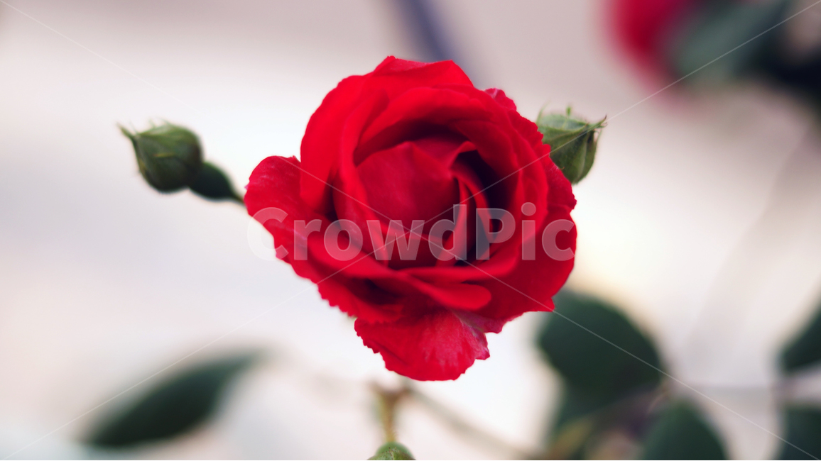 장미,꽃,분위기,빨간장미,따뜻함,flower,redrose,mood,warm,red,color,colorful,rose,식물,자연,plants,nature,꽃,flower